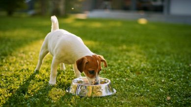 Small dog with white body and brown ears and face drinking from a metal bowl on the grass, the sun and shadow cast suggests it is a late summer evening