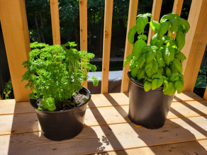 Herb plants in two pots on a patio