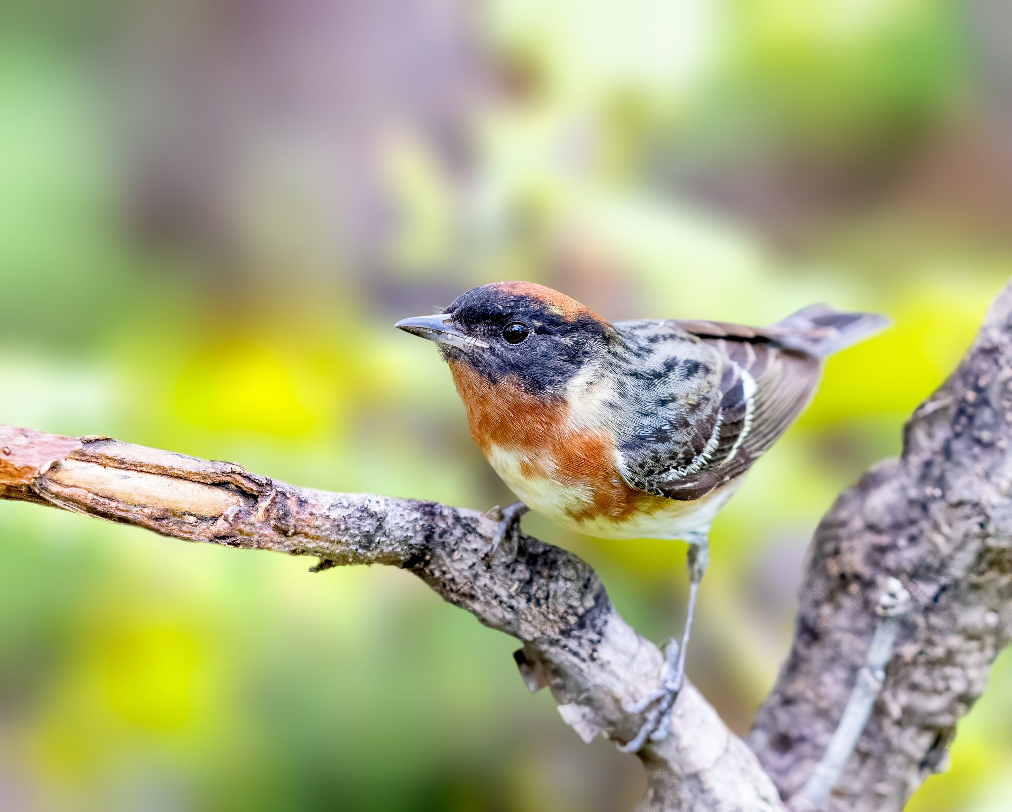 Birds of a Feather Migrate Together – City of Mississauga