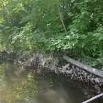 A section of Cooksville Creek experiencing erosion with tree roots exposed.