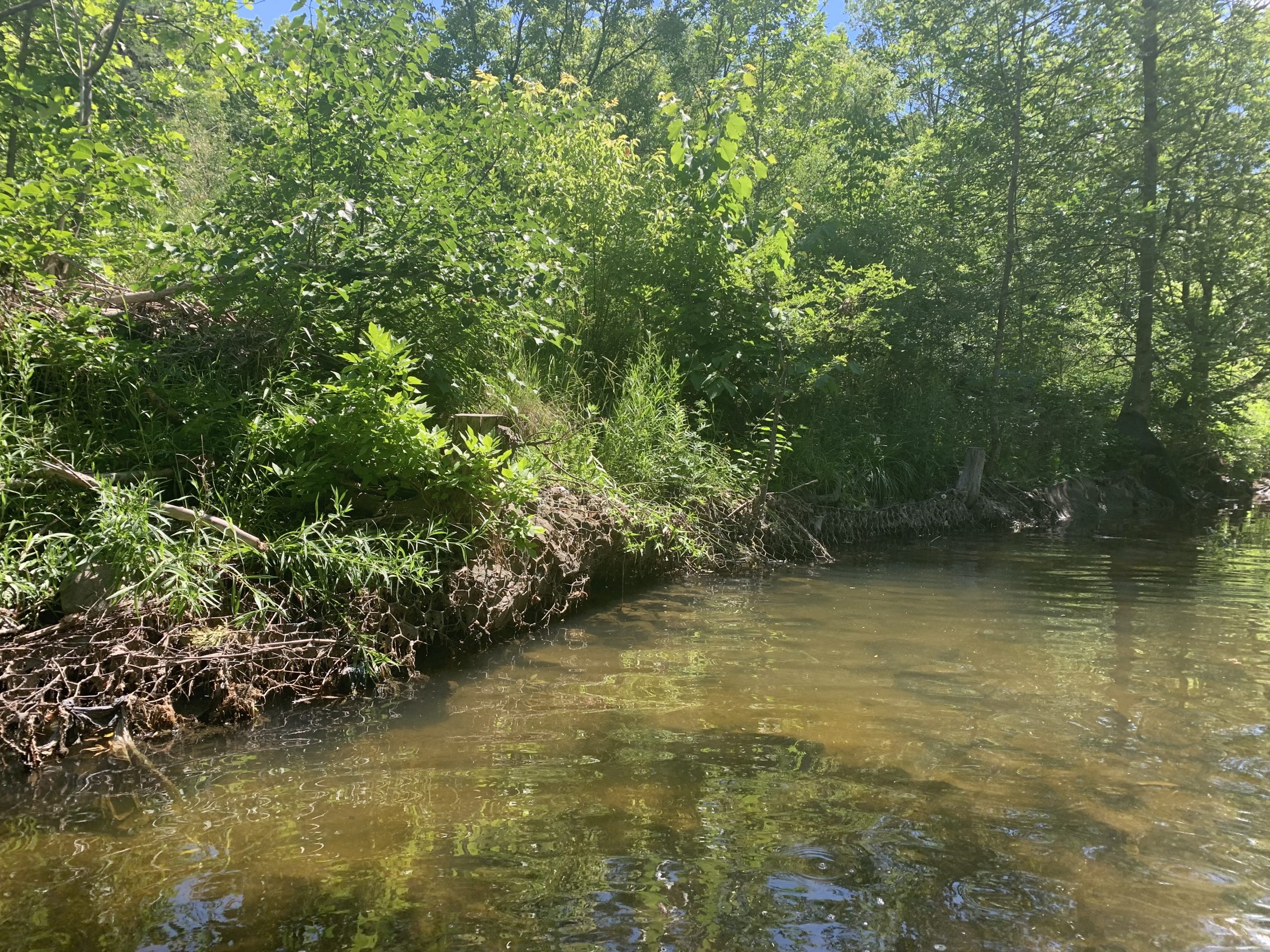 A section of Cooksville Creek experiencing erosion and elevated water levels.
