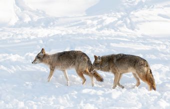 Two black-brown coyotes walking in a snow covered field