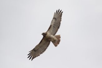 Hawk flying under a grey sky