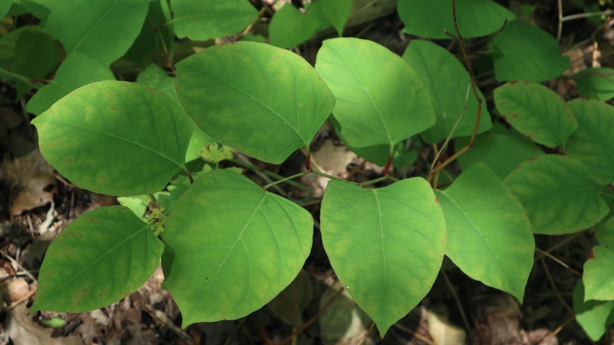 Japanese Knotweed leaves (green, oal, green leaves with a pointed tips).
