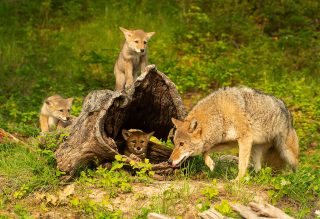 Coyote mother and 3 pups playing on a fallen log