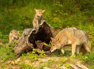 Coyote mother and 3 pups playing on a fallen log