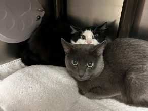 Cats huddled in shelter cage