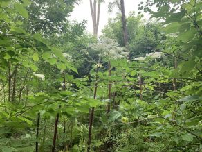Giant Hogweed in forest.