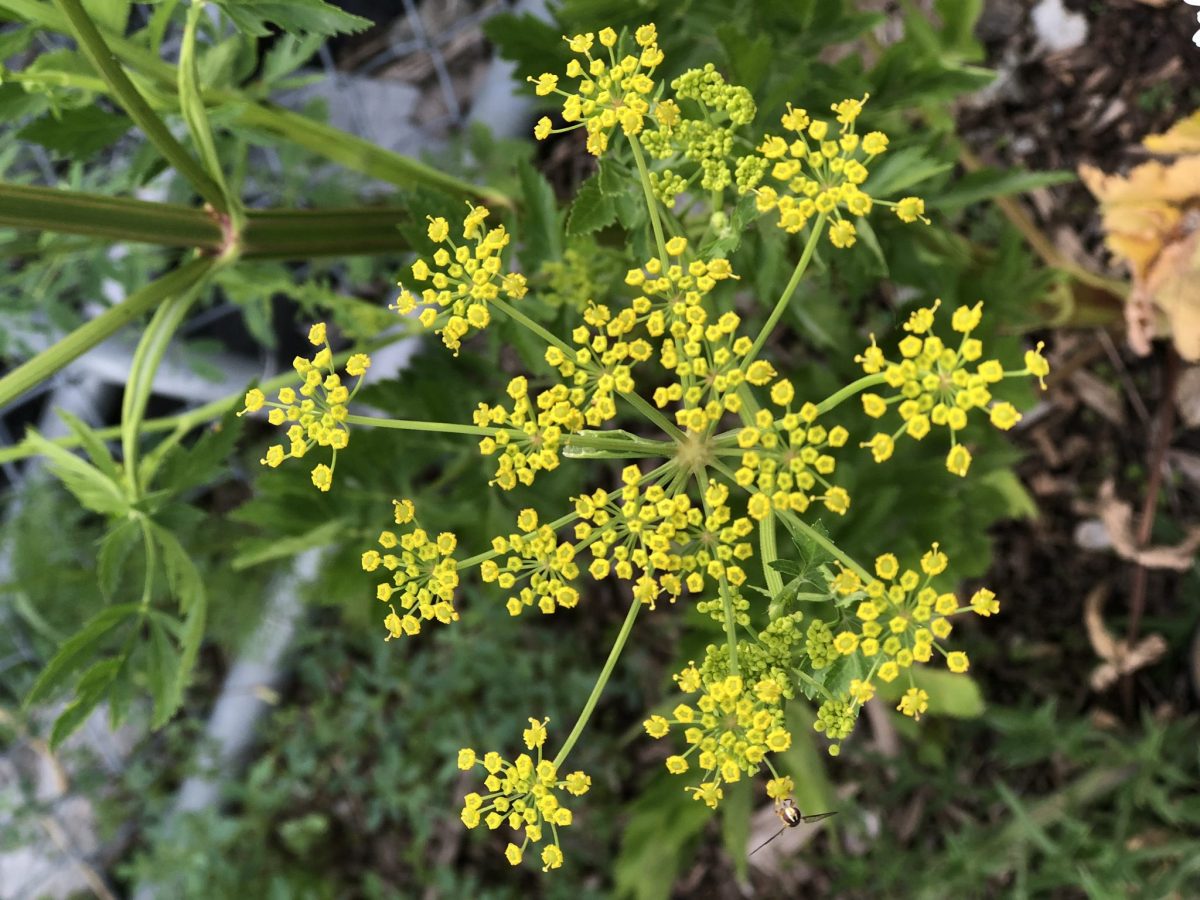 Overhead view of wild parsnip, an invasive plant with small clusters of yellow flowers.