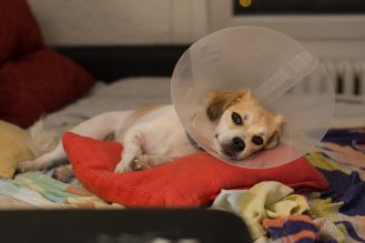 Little dog wearing collar neck in the shape of a cone for protection its to scratch