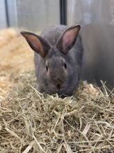 Grey rabbit in cage 