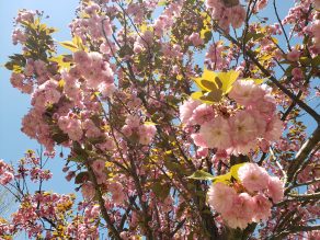 Close up of cherry blossoms at Kariya Park