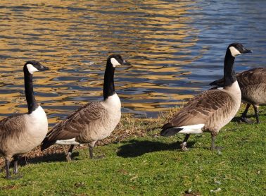 Geese from Canada on a meadow