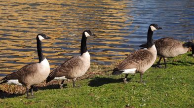 Geese from Canada on a meadow