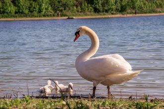 A white female swan with little swans on the bank of the lake.