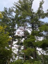 Eastern white pine with green needles.