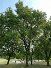 Large hackberry tree at a park with green leaves.