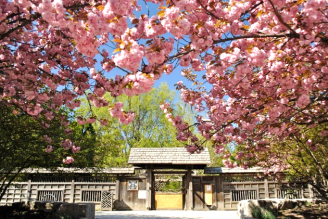Close up of cherry blossom tree at Kariya Park.