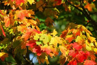 Close up of maple leaves in the fall. Leaves are a mix of yellow, red, orange and green.