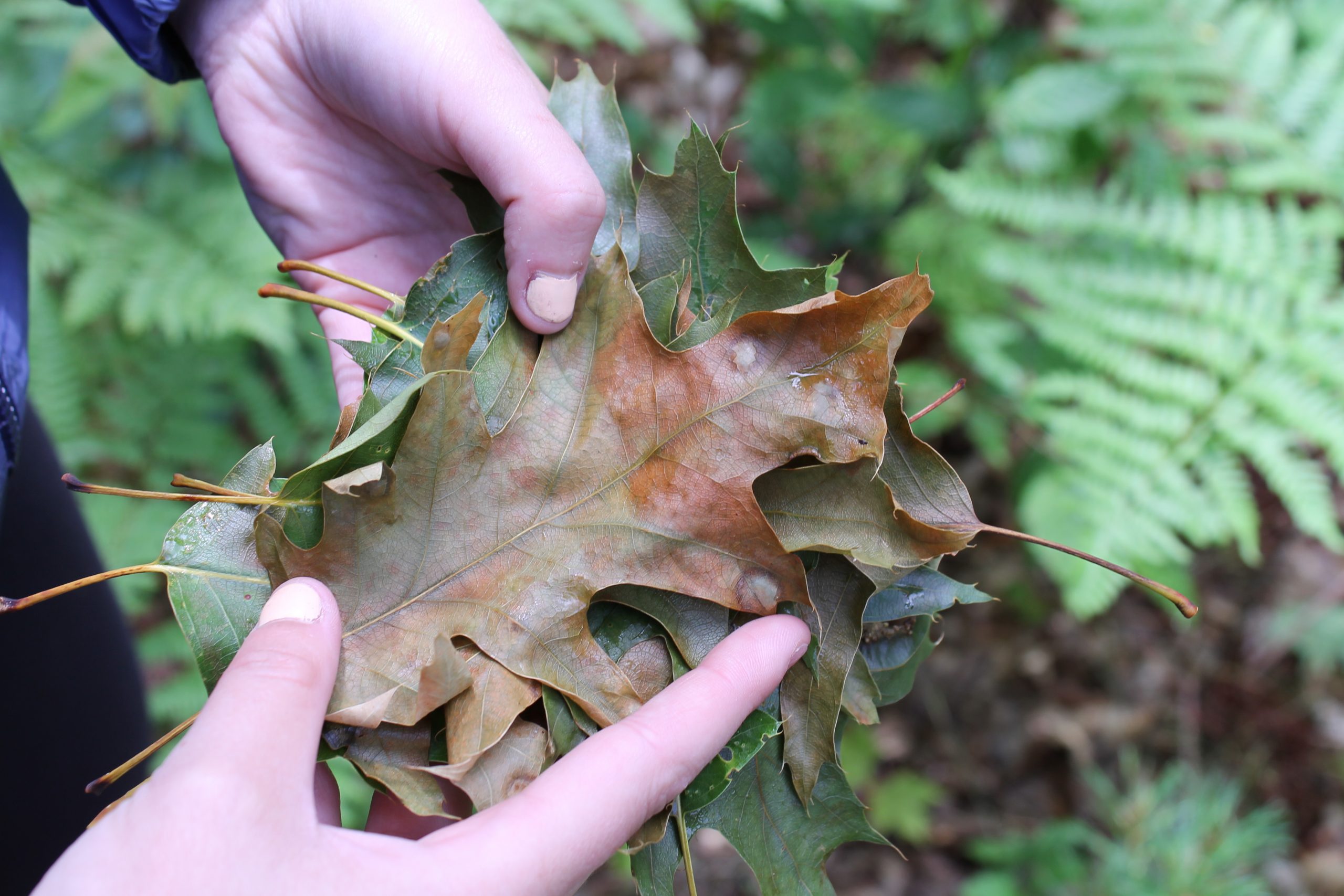 A close up of reddish green leaves.