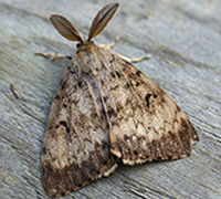 A brownish-coloured moth.