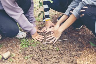 Hands of three people kneeling on the ground planting a tree sapling