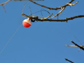 Fishing line and bobber wrapped around a tree branch
