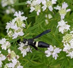 Four Footed Mason Wasp Jack Darling Prairie