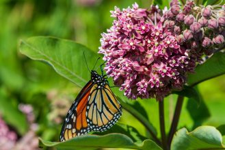 Monarch butterfly on a flower