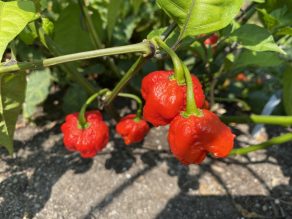 Close up of red peppers growing in a garden