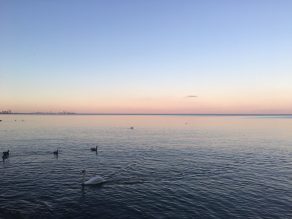 Sunset view of Jack Darling Memorial Park with a Swan and Geese in the water