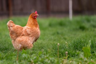 A brown feathered chicken roaming in the grass