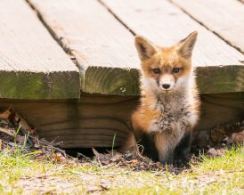 A red fox coming out of its den under a deck