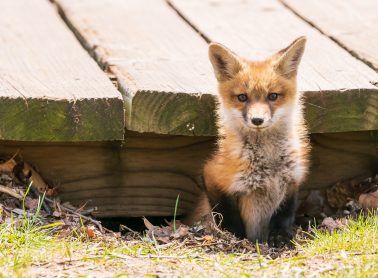A red fox coming out of its den under a deck