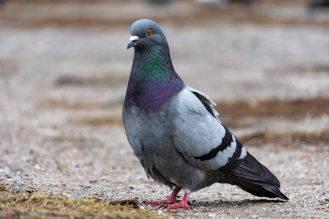Pigeon bird on a sidewalk