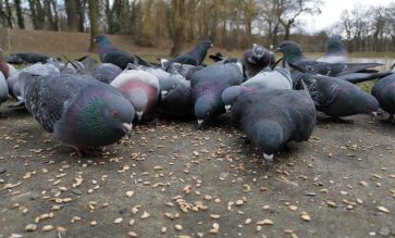 A flock of pigeons eating food at the park