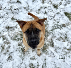 Medium sized dog looking up at the camera