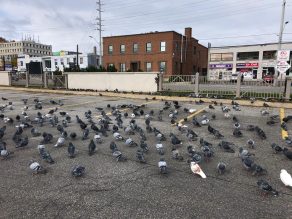 Pigeons gathering at a plaza parking lot