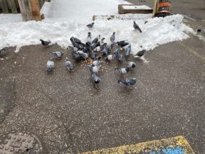 Pigeons eating food left for them on the ground