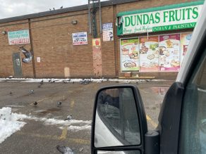 Pigeons at a plaza parking lot