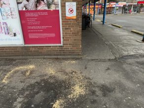 Bird seed dropped at a local plaza