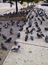 Pigeons gathering on a Mississauga sidewalk