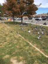 Pigeons on a boulevard in Mississauga