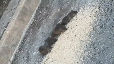 Rats eating bird seed