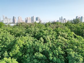 Forest of trees with Mississauga skyline in the background.
