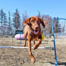 Dog jumping at a leash-free zone in Mississauga