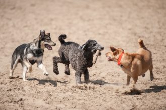Three dogs playing at a leash-free zone