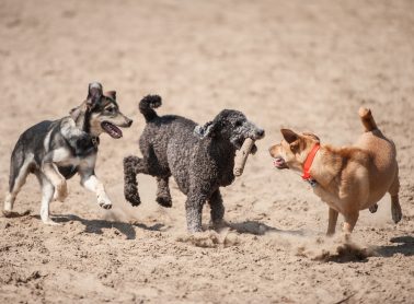 Three dogs playing at a leash-free zone