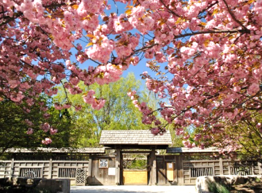 Cherry blossom blooms at Kariya Park
