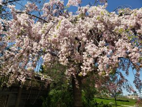 Cherry blossom blooms at Kariya Park